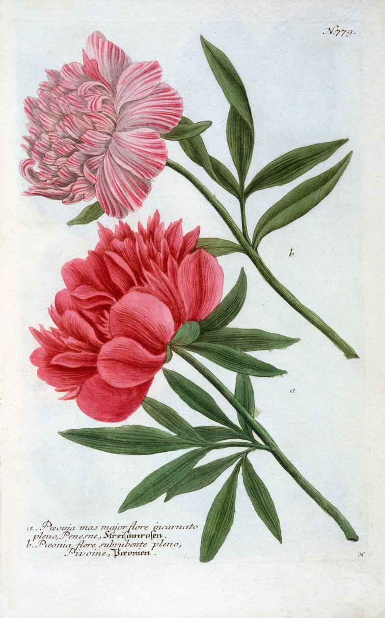 Paeonia, 1737 by "Georg Dionysius Ehret