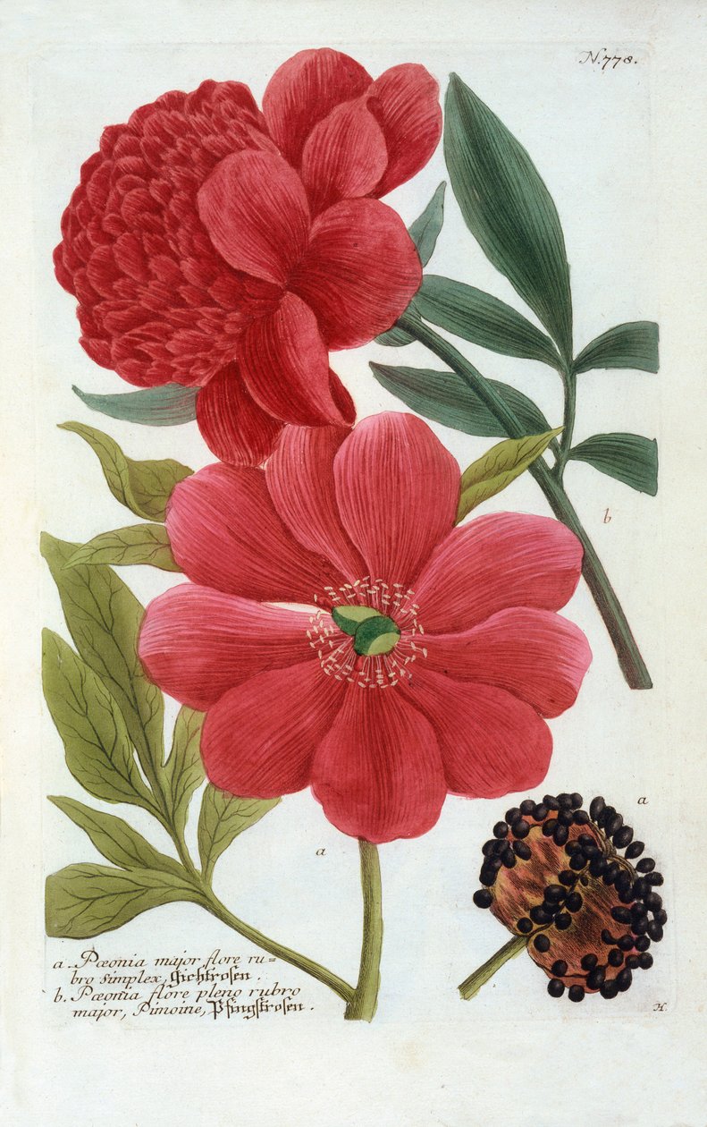 Paeonia, hand coloured engraving by "Georg Dionysius Ehret