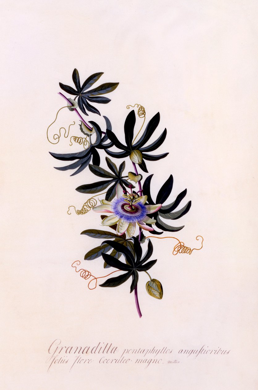Passiflora Granadilla by "Georg Dionysius Ehret