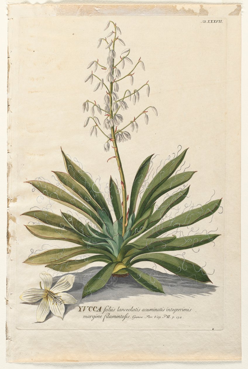 Plantae Selectae: No. 37 - Yucca by Georg Dionysius Ehret