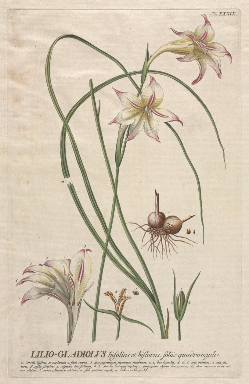 Selected Plants: No. 39 - Lilio-Gladiolus by Georg Dionysius Ehret
