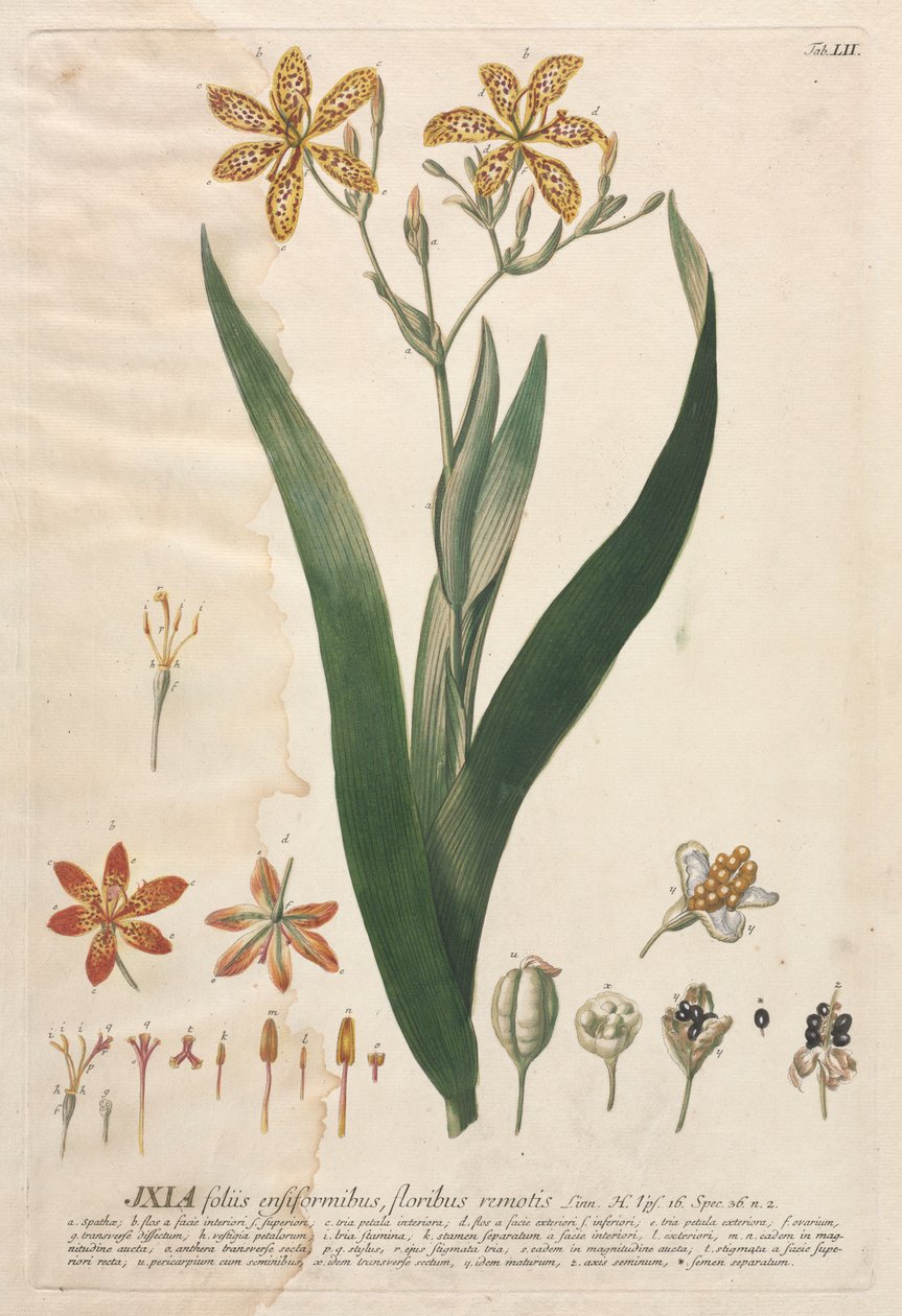 Plantae Selectae: No. 52 - Ixia by Georg Dionysius Ehret