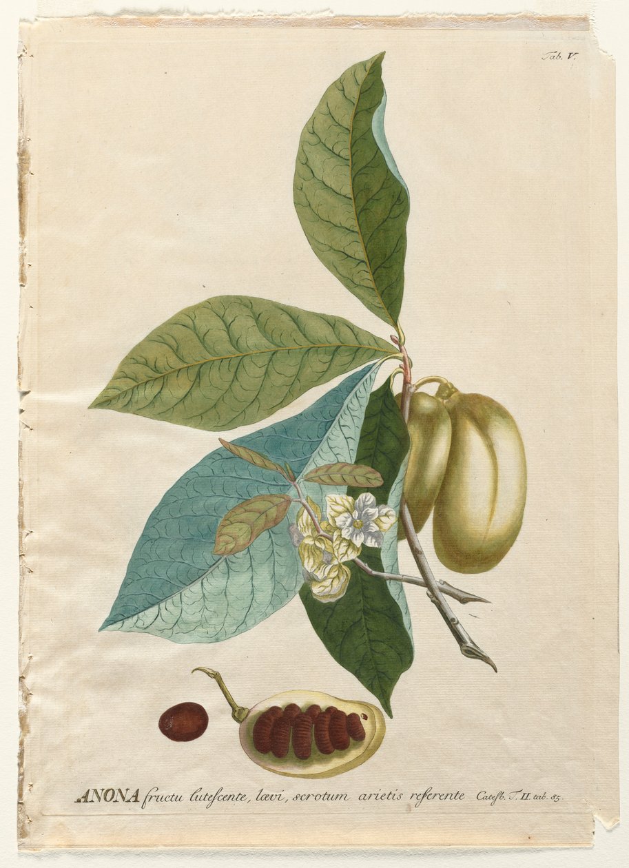 Plantae Selectae: No. 5 - Anona by Georg Dionysius Ehret