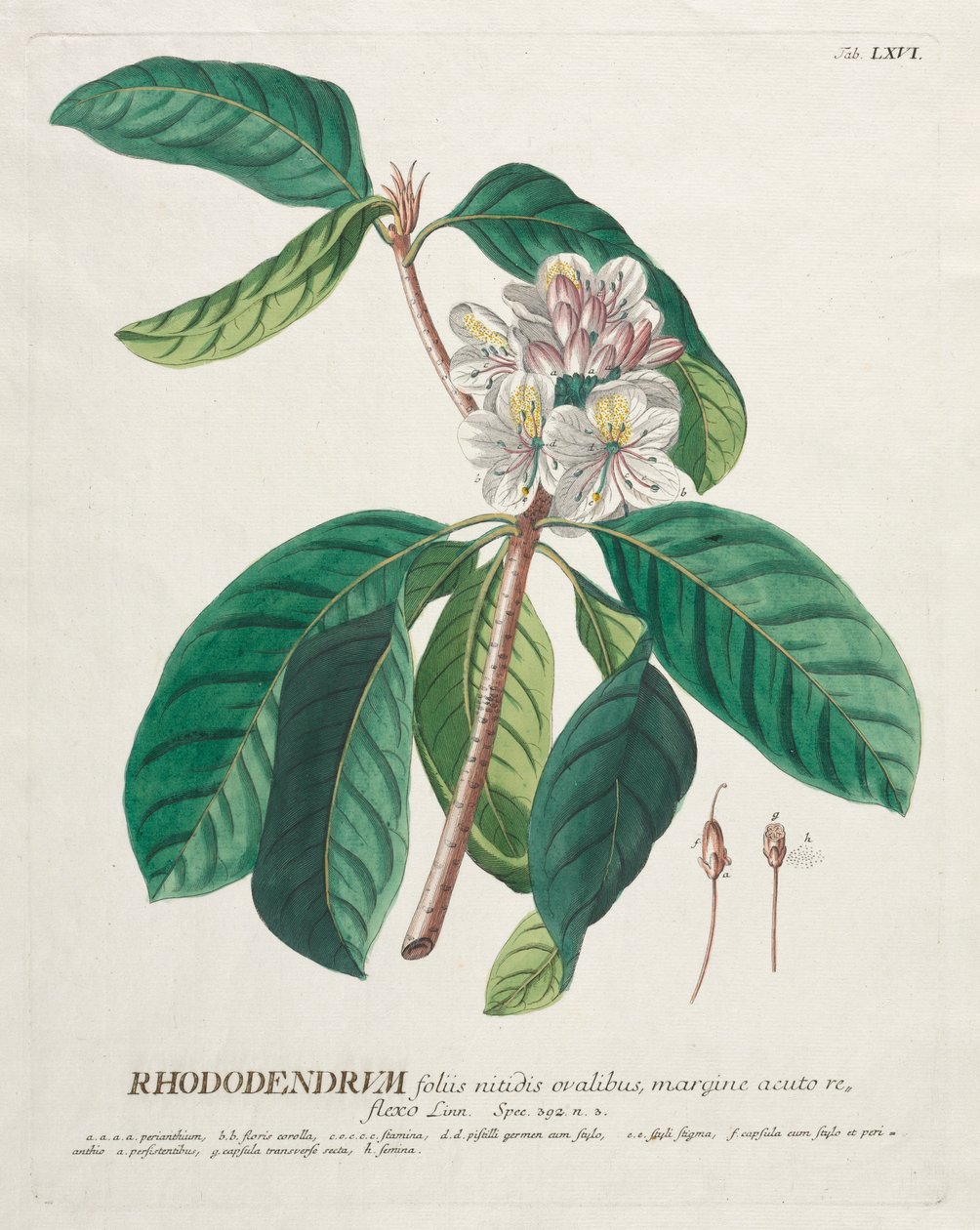 Plantae Selectae: No. 66 - Rhododendron by Georg Dionysius Ehret