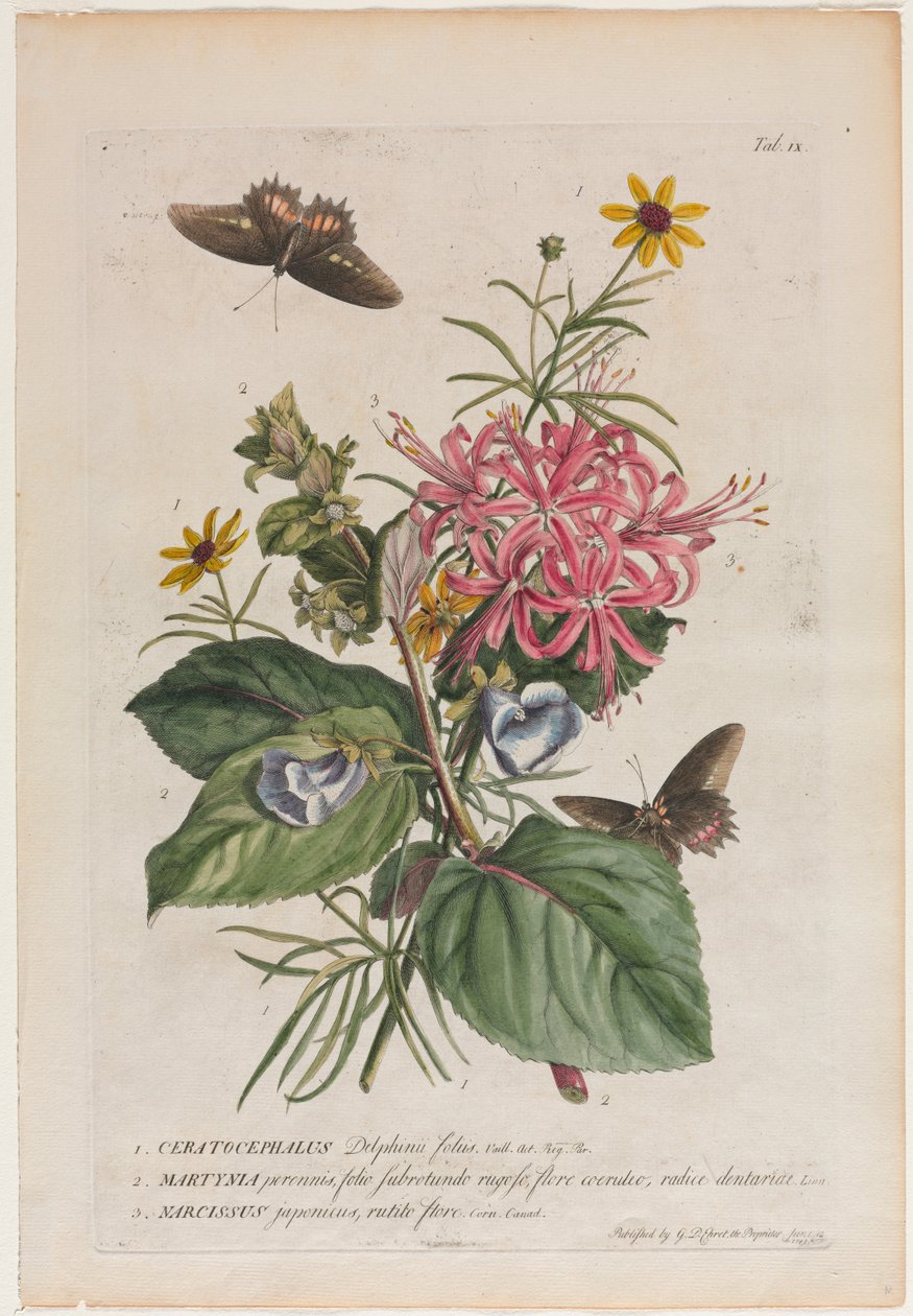 Rare Plants and Butterflies: No. 9 by Georg Dionysius Ehret