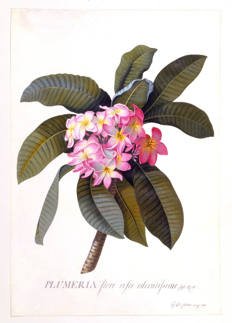 Plumeria, c. 1744 Hand Coloured Engraving by "Georg Dionysius Ehret