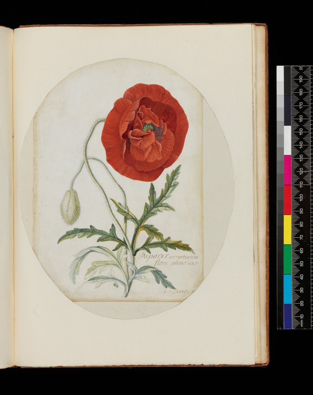 Poppy (Papaver erraticum), 1772 by Georg Dionysius Ehret