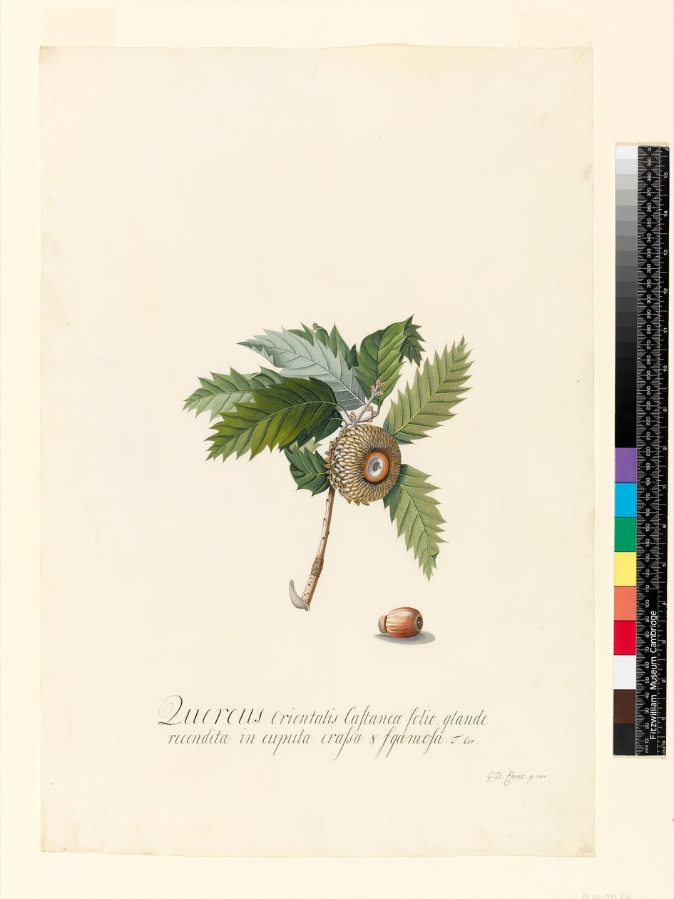 Quercus Orientalis, 1742 by Georg Dionysius Ehret