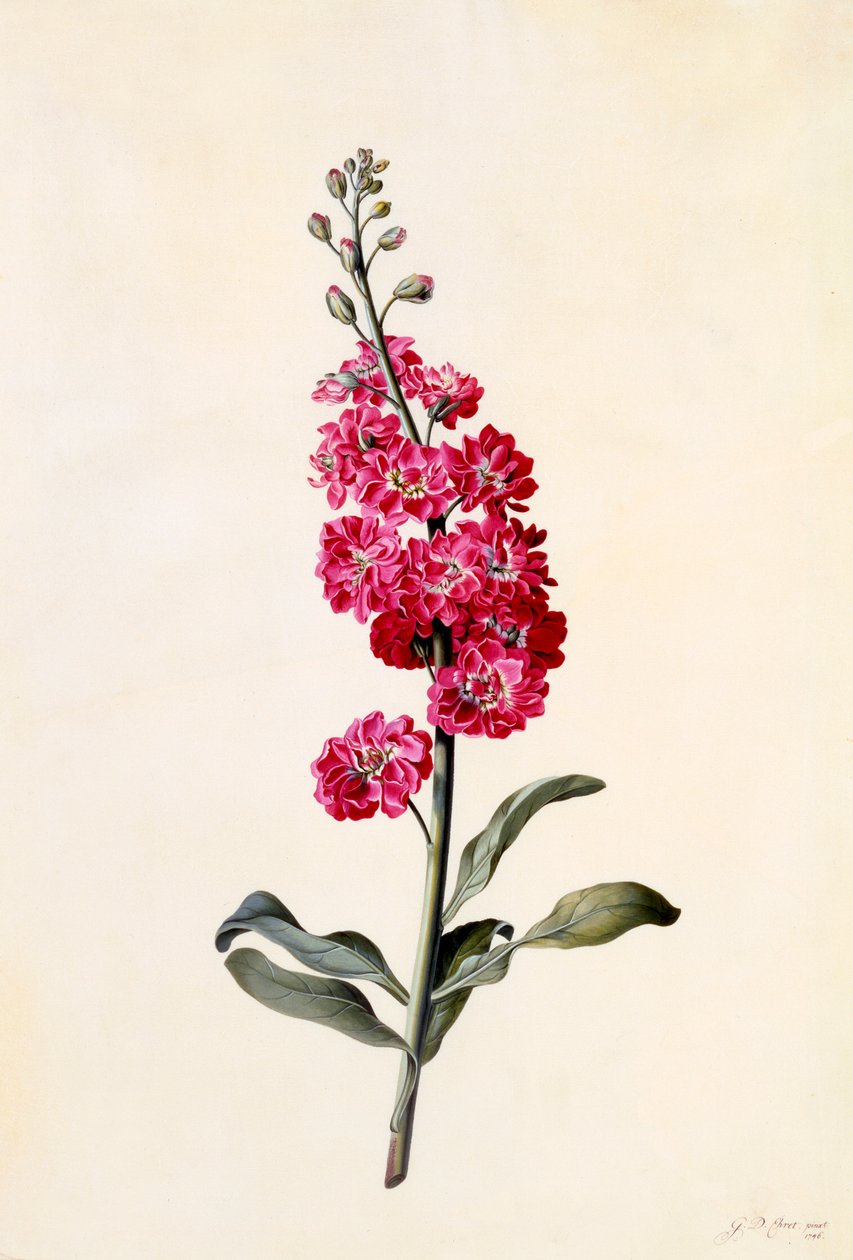 Stock Matthiola Incana by "Georg Dionysius Ehret