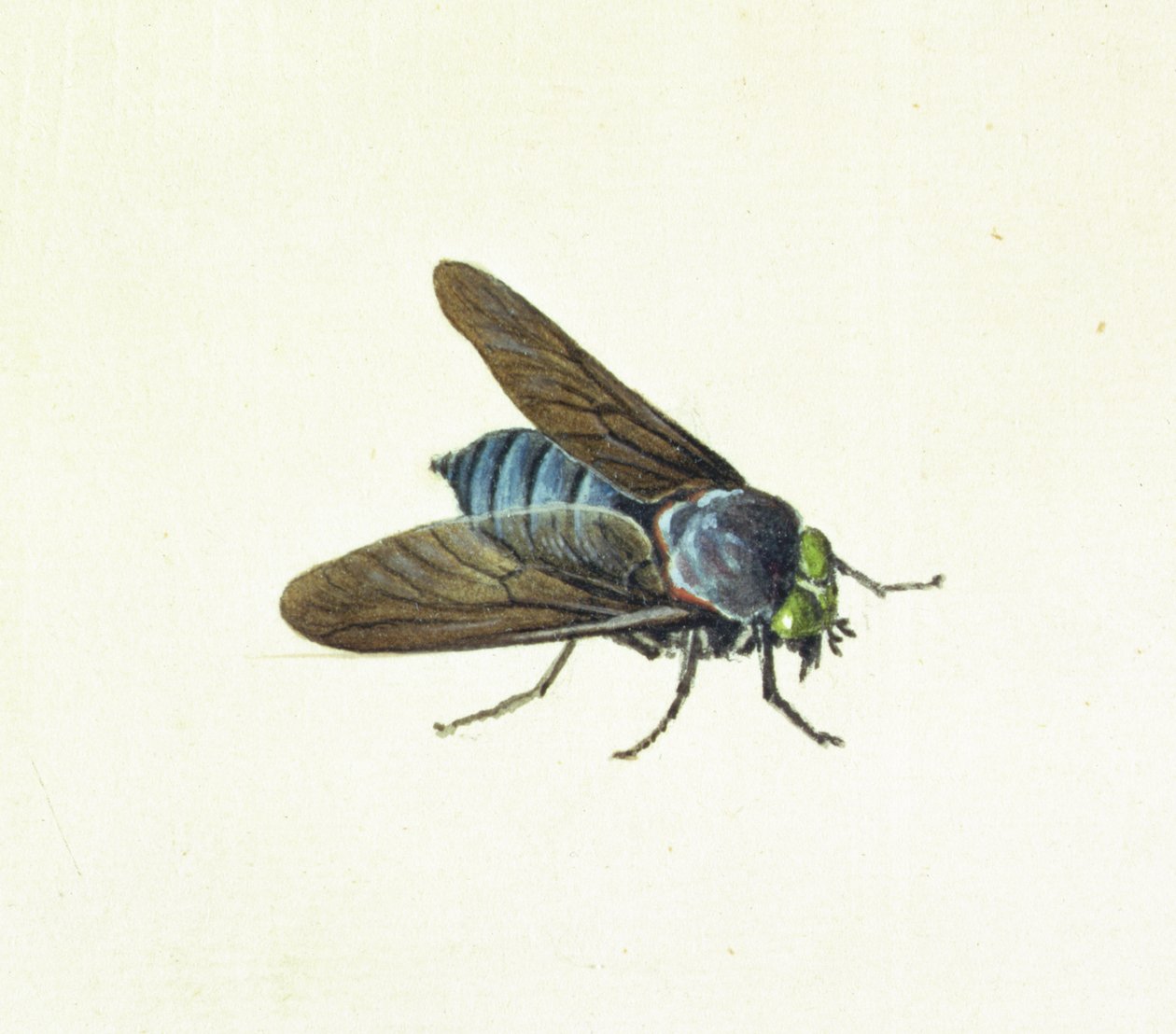 The Horsefly, 18th century by Georg Dionysius Ehret