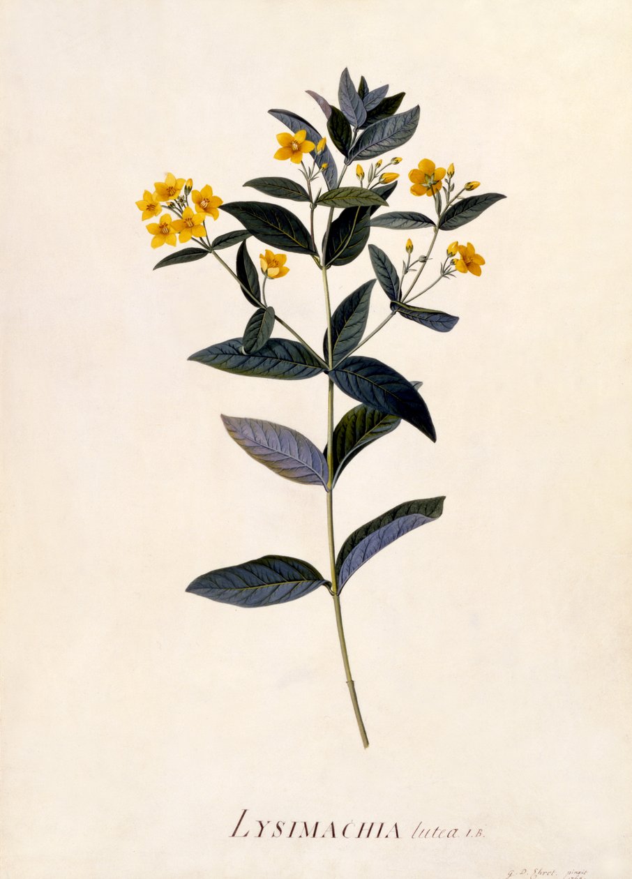 Yellow Loosestrife by Georg Dionysius Ehret