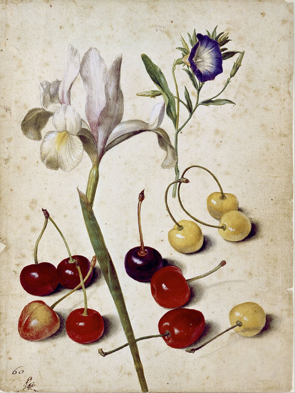 Spanish Iris, Morning Glory, and Cherries by Georg Flegel