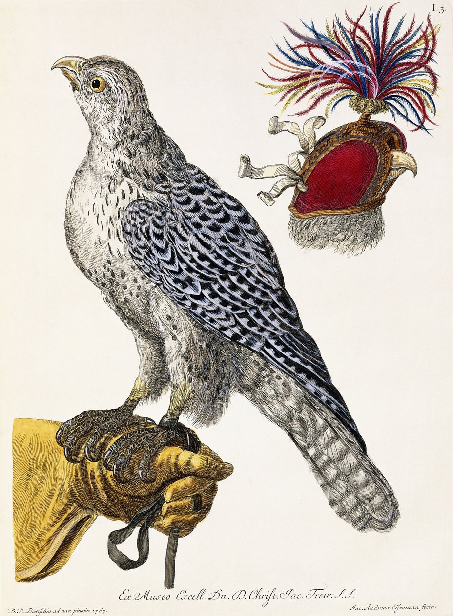 Falconry, Plate 3, from "Deliciae Naturae Selectae" by Georg Wolfgang Knorr