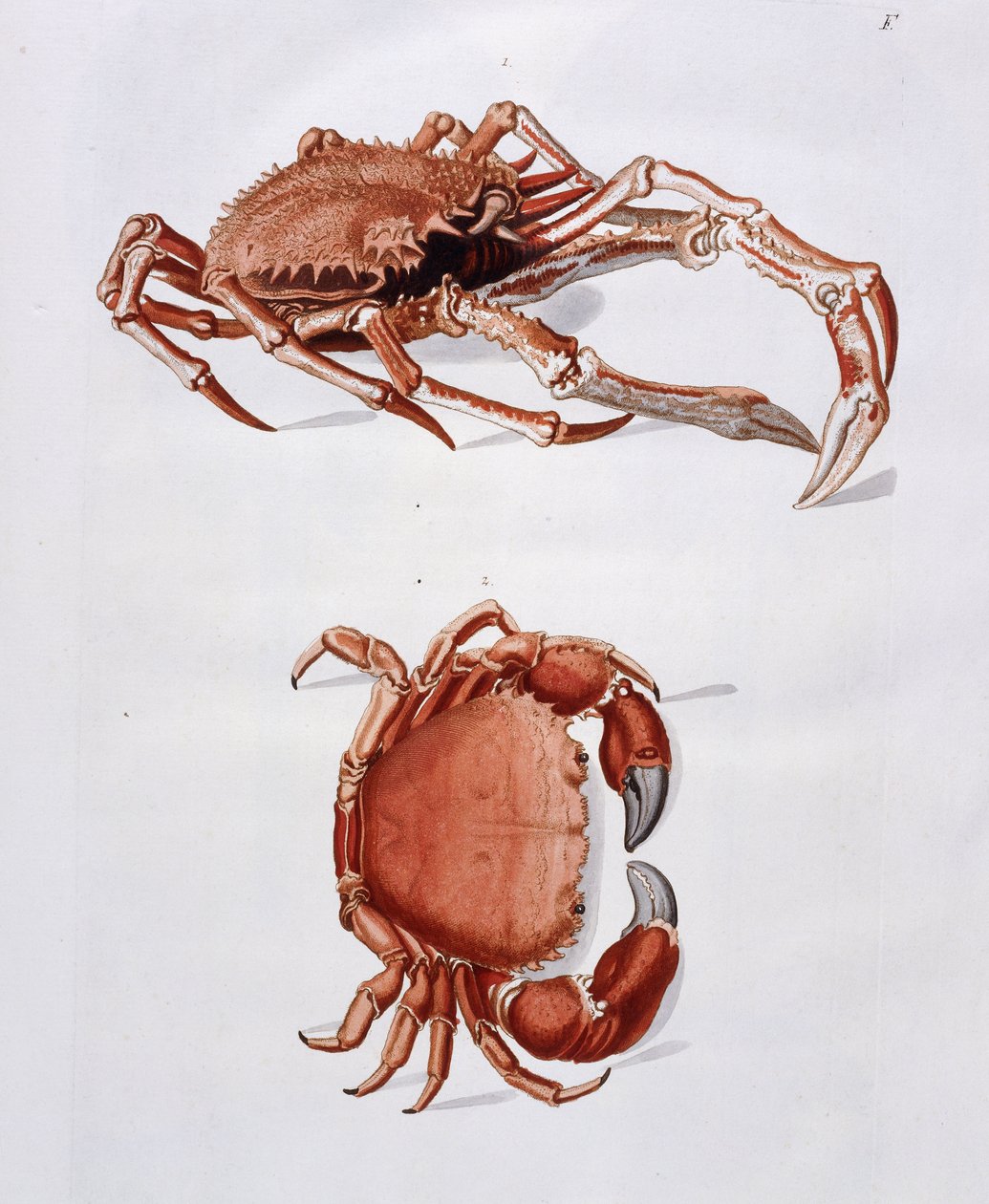 Illustration of Lobster and Crab by Georg Wolfgang Knorr