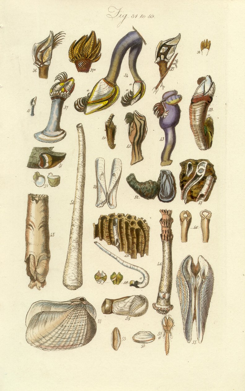 Conchological Manual Plate 2. Barnacle and Other Shells by George B. Sowerby