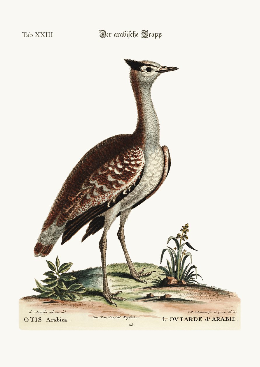 The Arabian Bustard by George Edwards