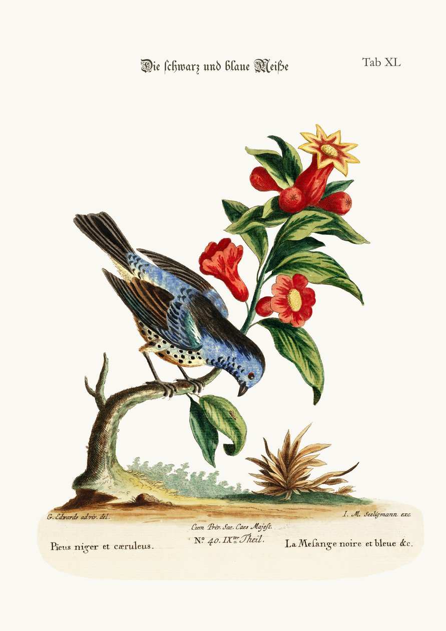 The Black and Blue Titmouse by George Edwards