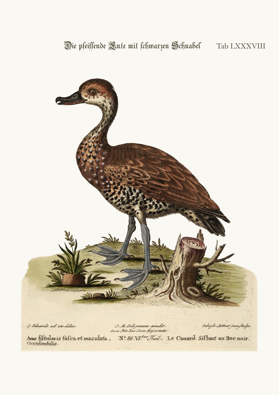 The Black-billed Whistling Duck by George Edwards