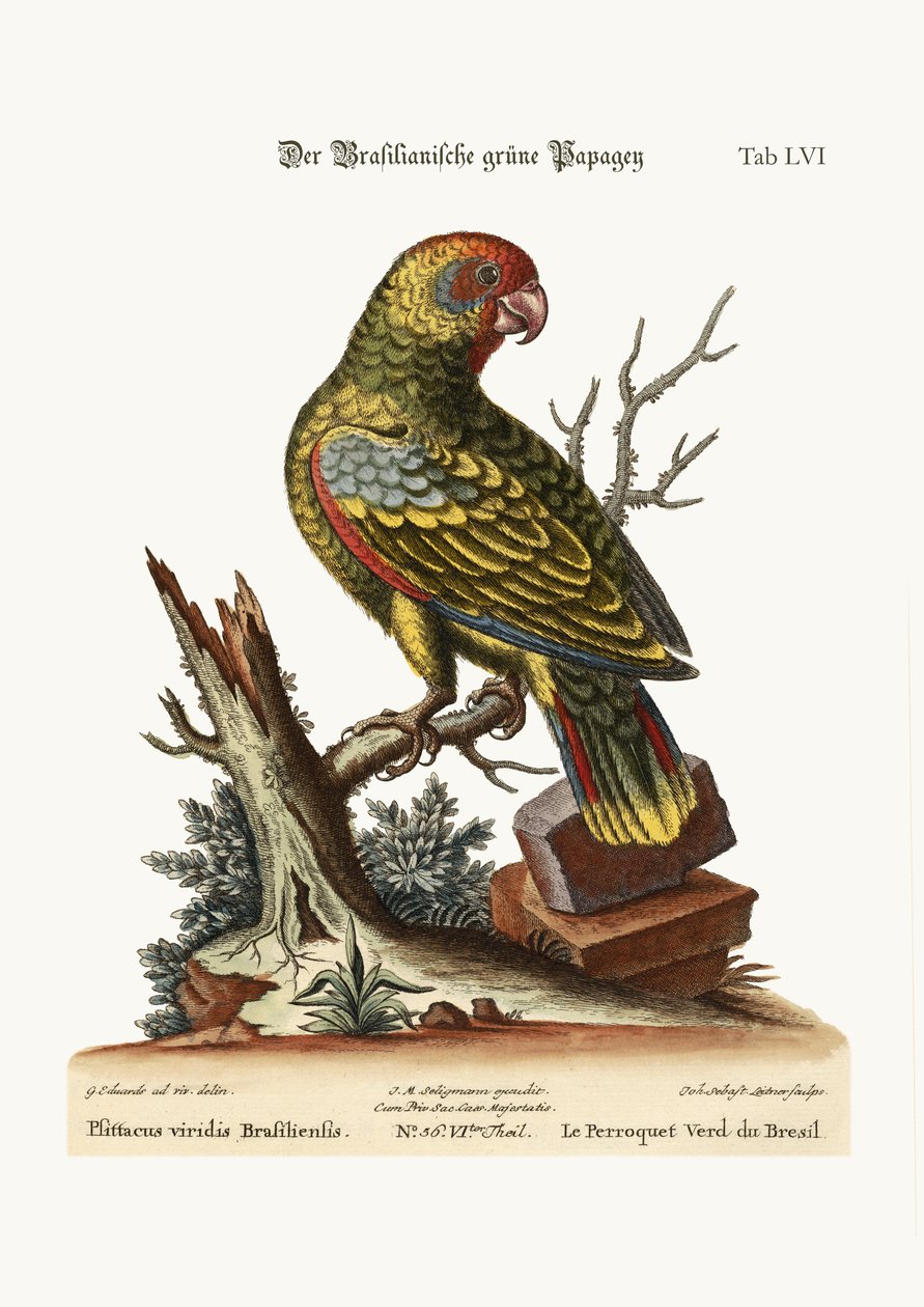The Brasilian Green Parrot by George Edwards: Fine art print