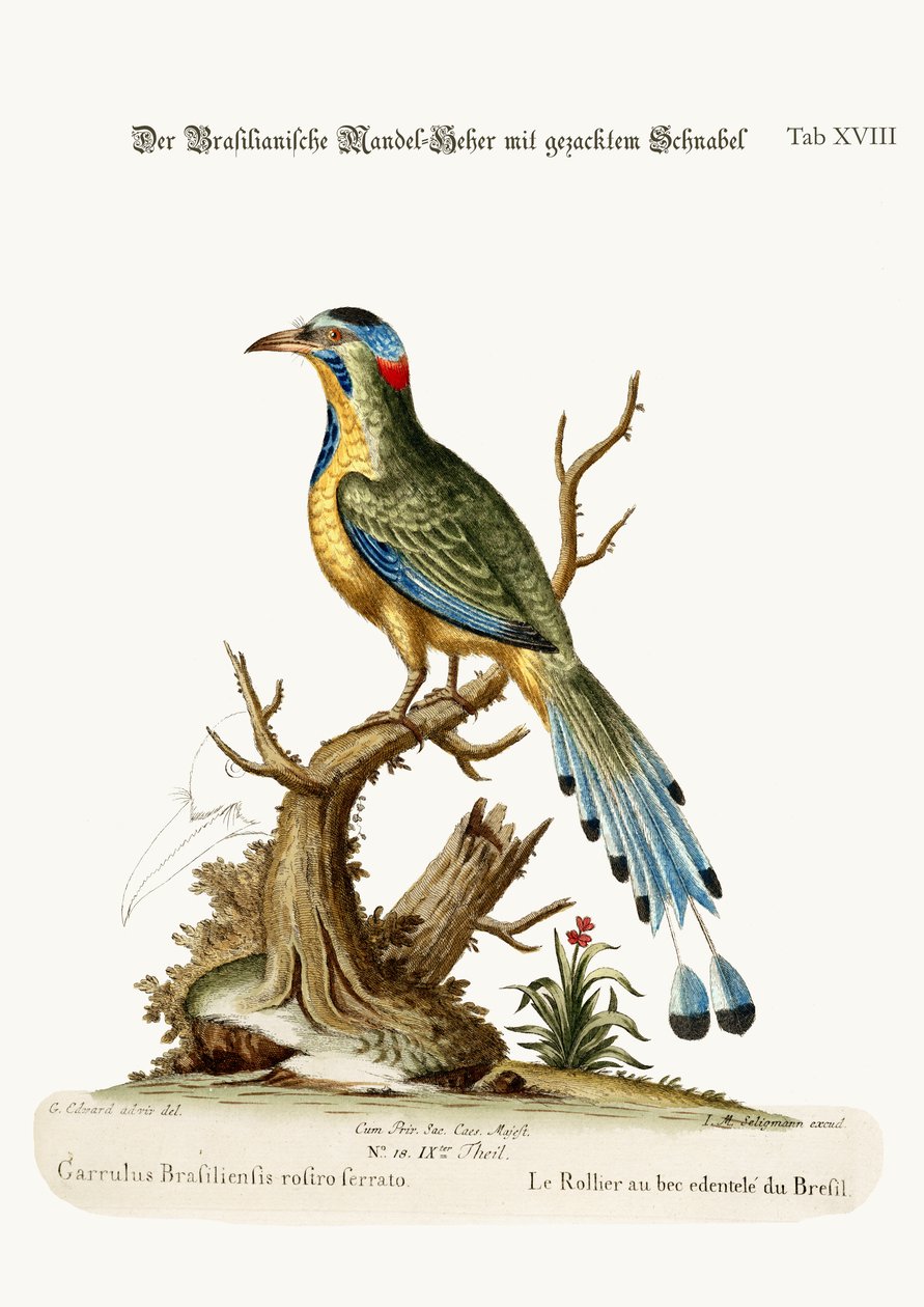 The Brazilian Saw-billed Roller by George Edwards