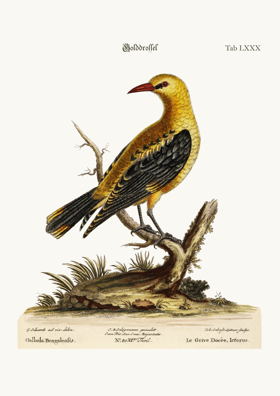 The Golden Thrush by George Edwards