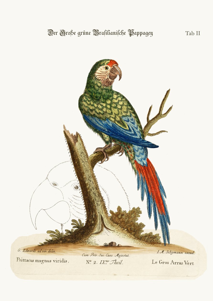 The Great Green Macaw by George Edwards