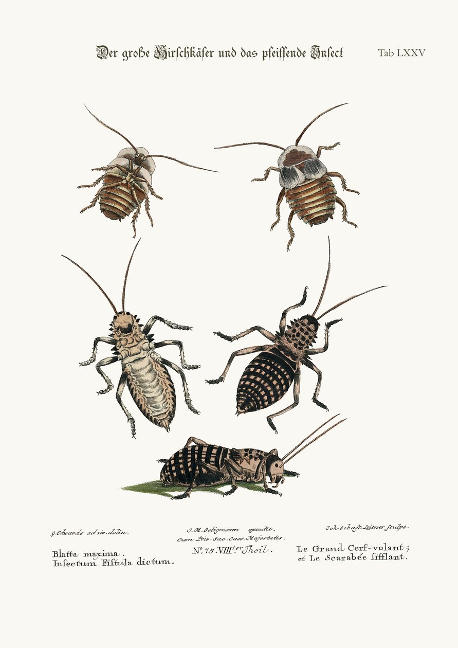 The Greater Cockroach, and the Whistle Insect by George Edwards
