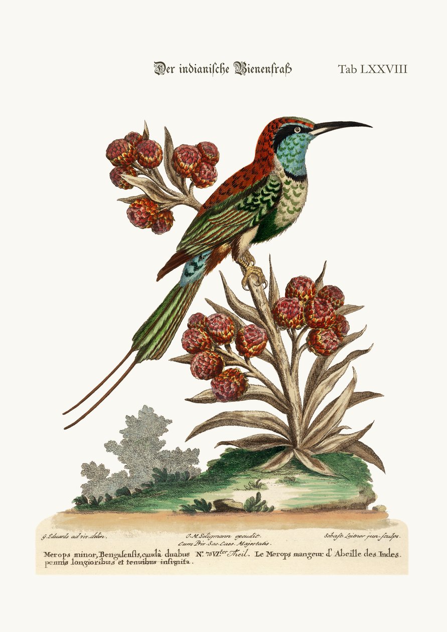 The Indian Bee-Eater, 1749-73 by George Edwards