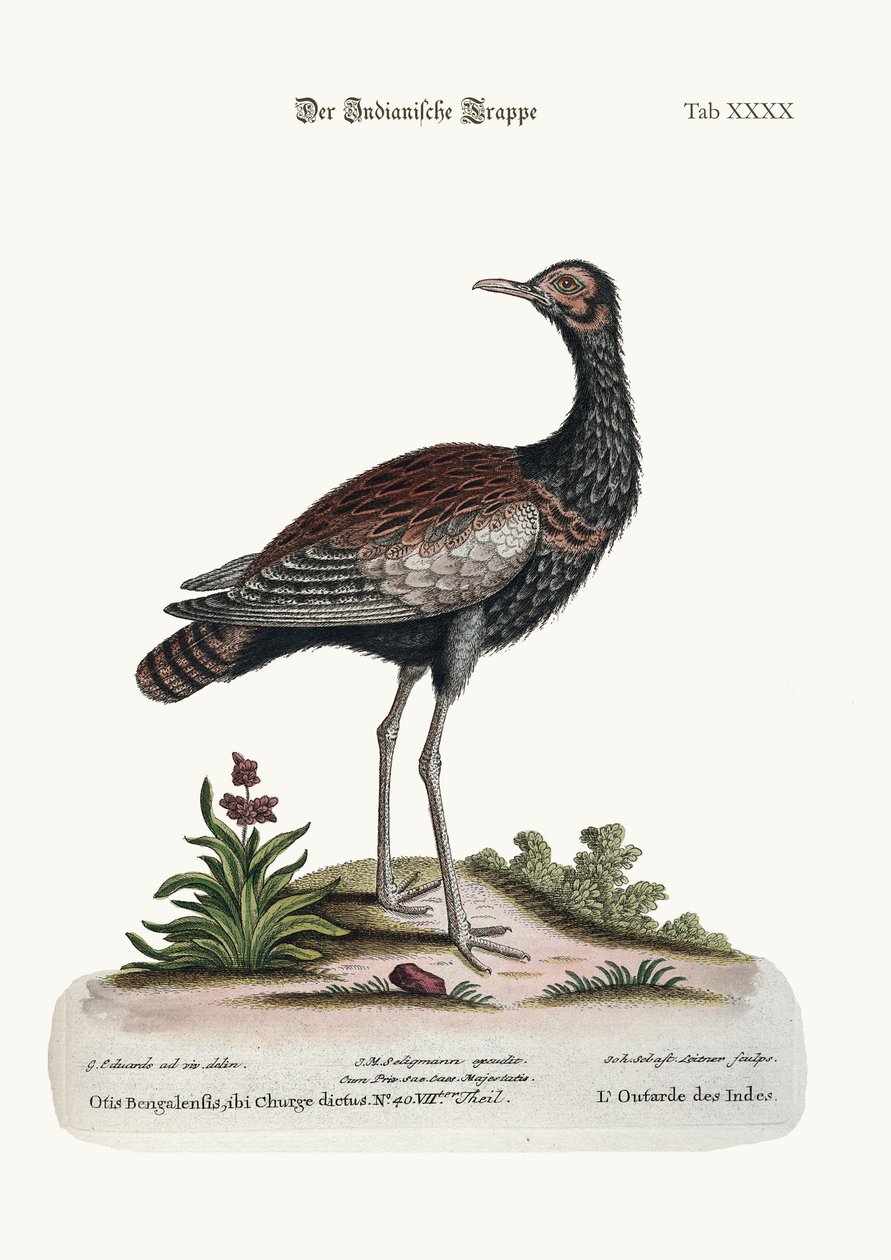 The Indian Bustard by George Edwards