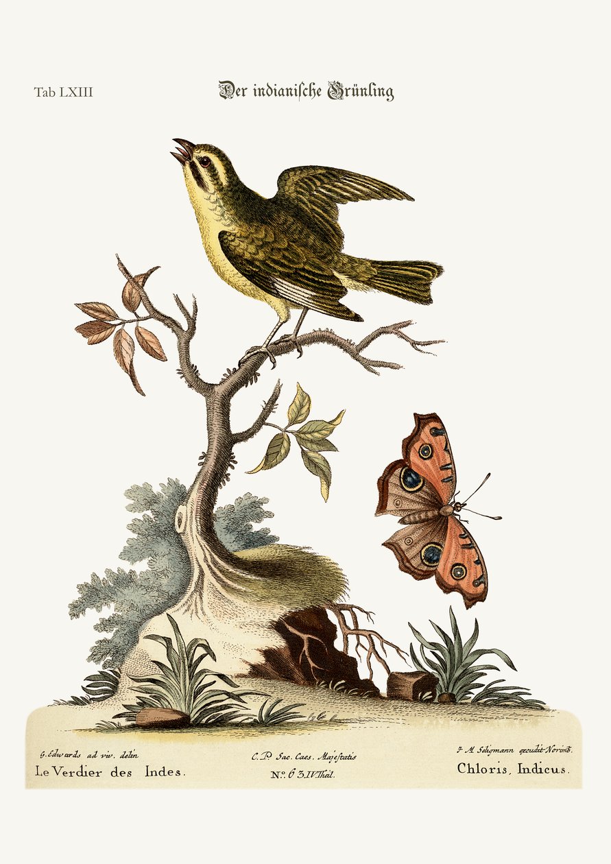 The Indian Greenfinch, 1749-73 by George Edwards