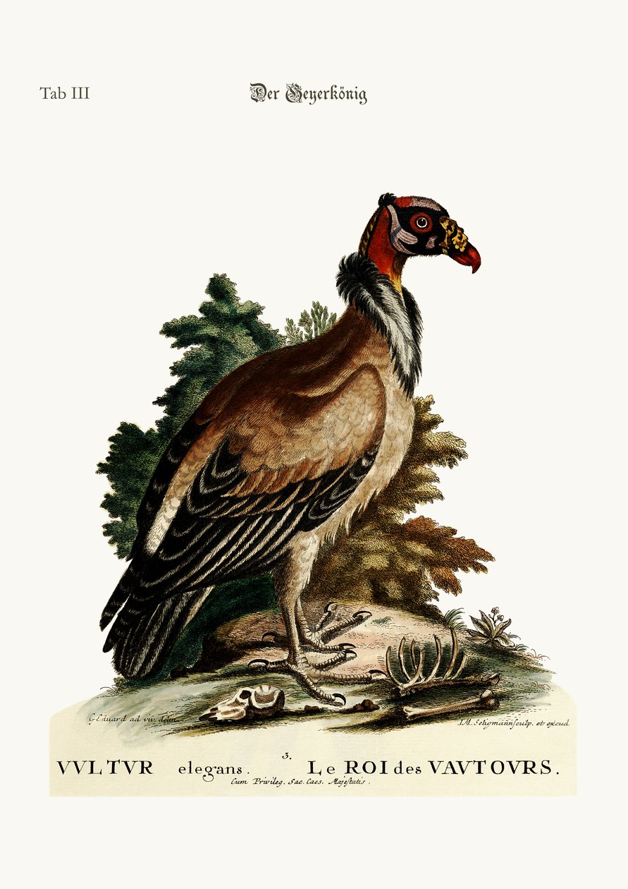 The King of the Vultures, 1749-73 by George Edwards