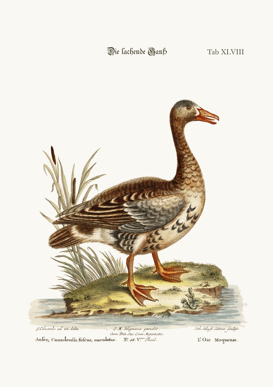The Laughing Goose, 1749-73 by George Edwards