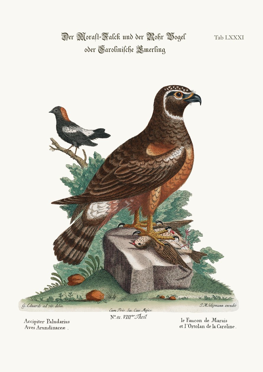 The Marsh-Hawk, and the Reed-Birds by George Edwards