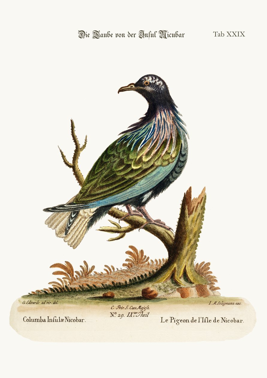 The Pigeon from the Isle of Nicobar, 1749-73 by George Edwards