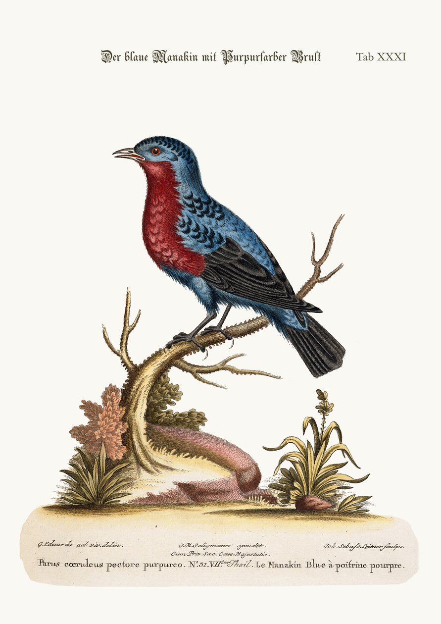 The Purple-breasted Blue Manakin by George Edwards