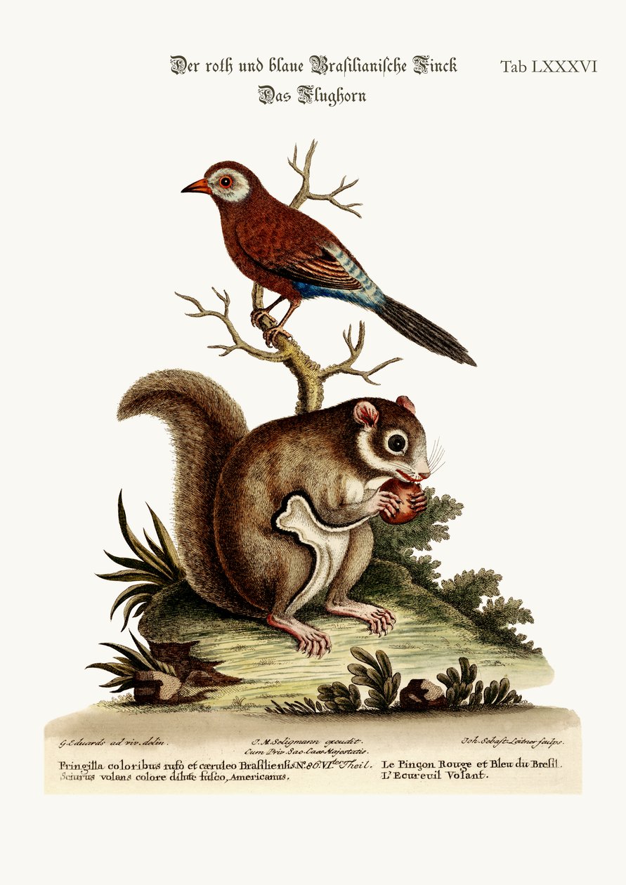 The Red and Blue Brazilian Finch. The Flying Squirrel, 1749-73 by George Edwards