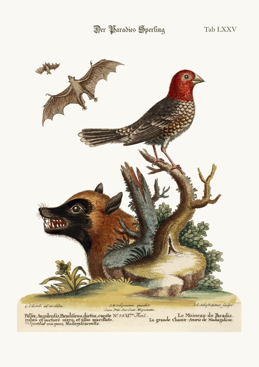 The Sparrow of Paradise. The Great Bat from Madagascar by George Edwards