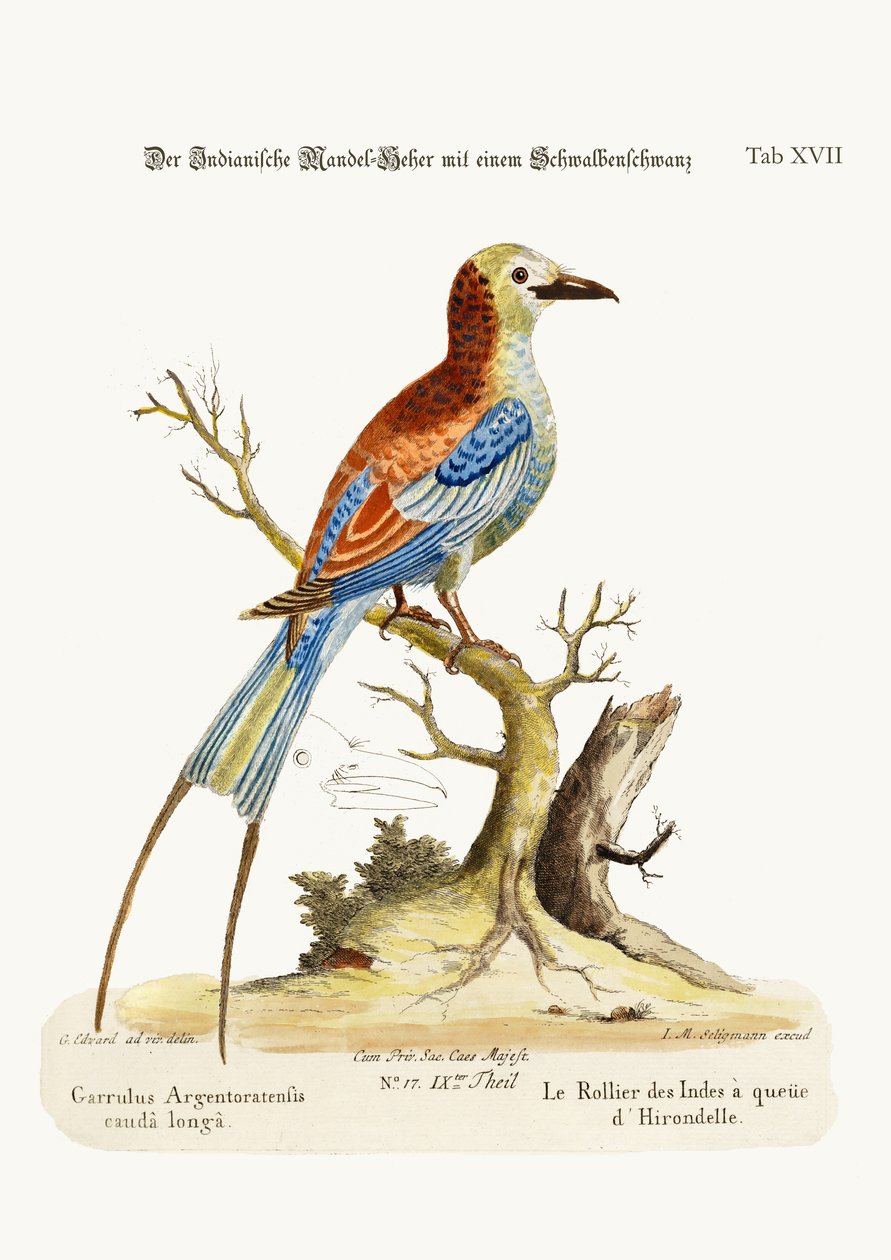The Swallow-tailed Indian Roller, 1749-73 by George Edwards