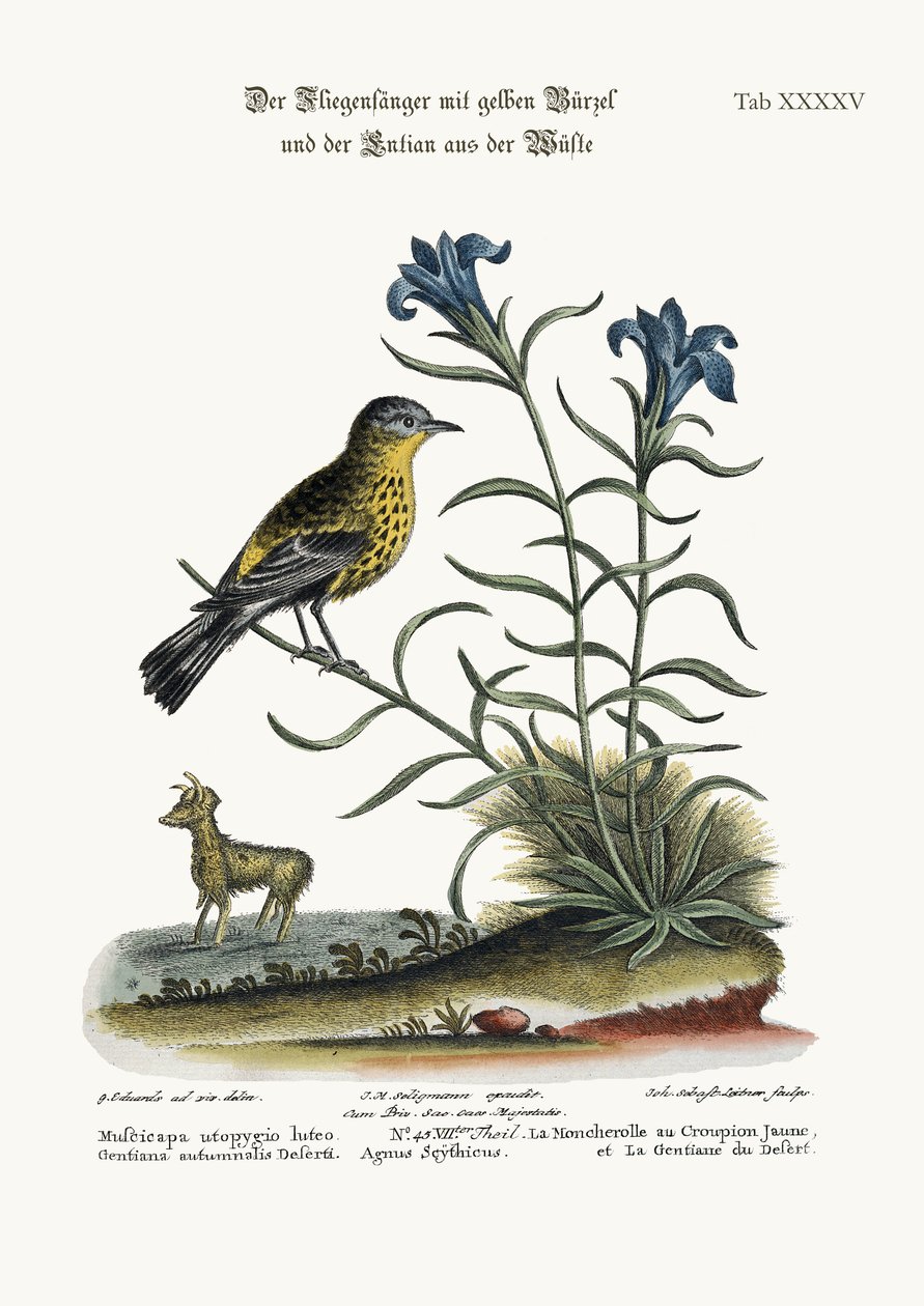 The Yellow-rumped Flycatcher, and the Gentian of the Desert, 1749-73 by George Edwards