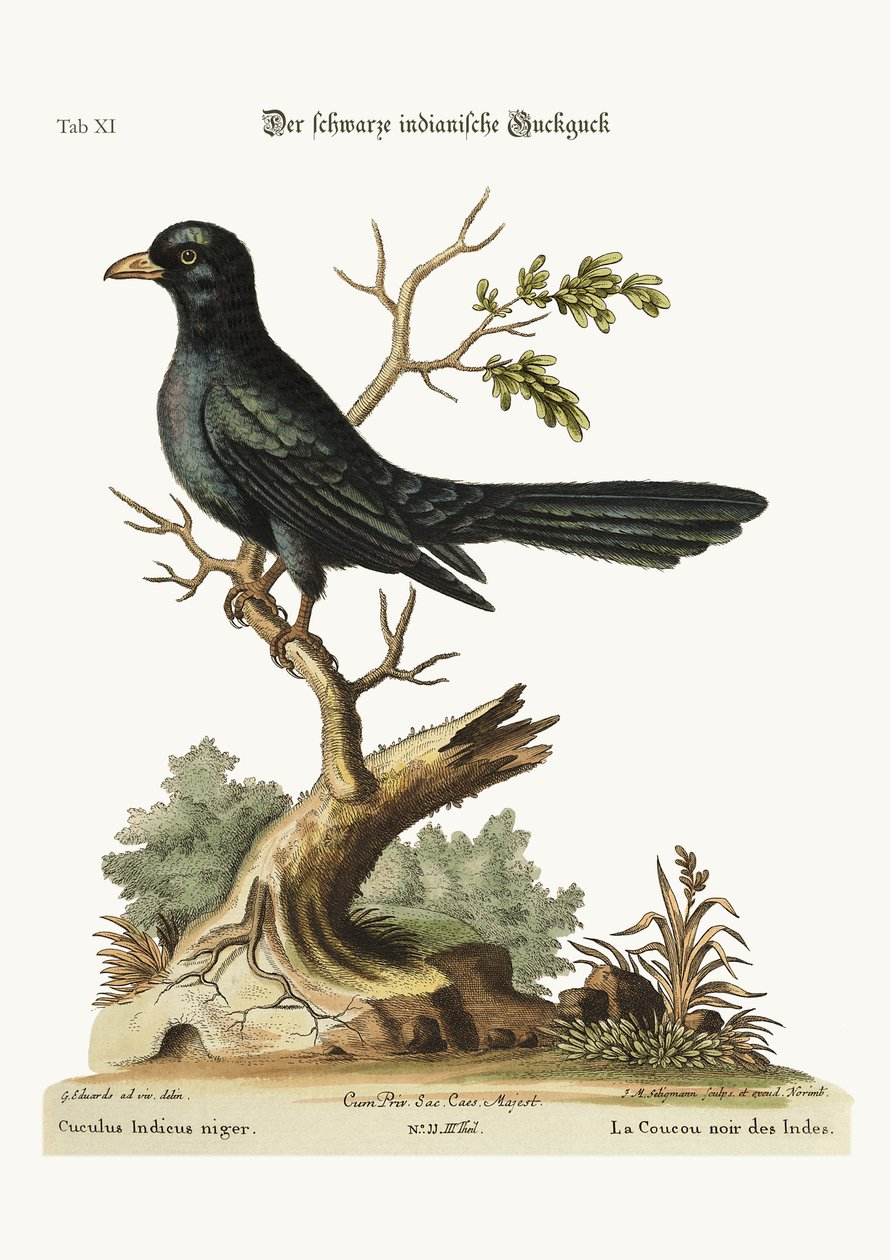 The Black Indian Cuckoo, 1749-73 by George Edwards