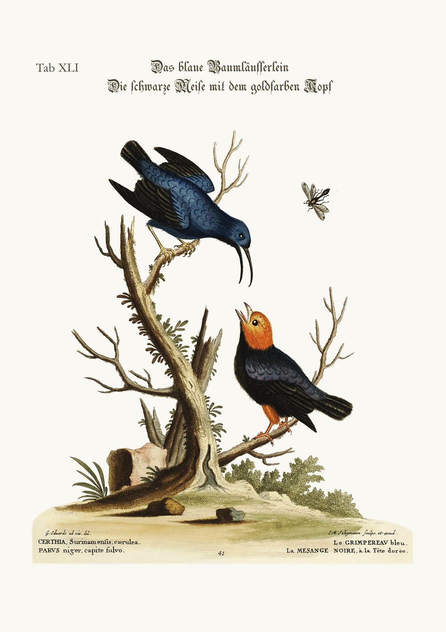 The blue Creeper. The golden-headed black Tit-mouse by George Edwards