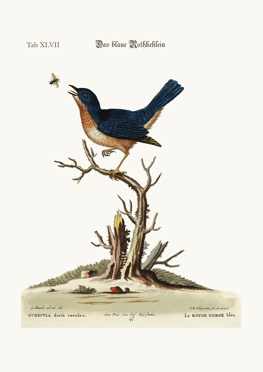 The Blue Red-Breast, 1749-73 by George Edwards