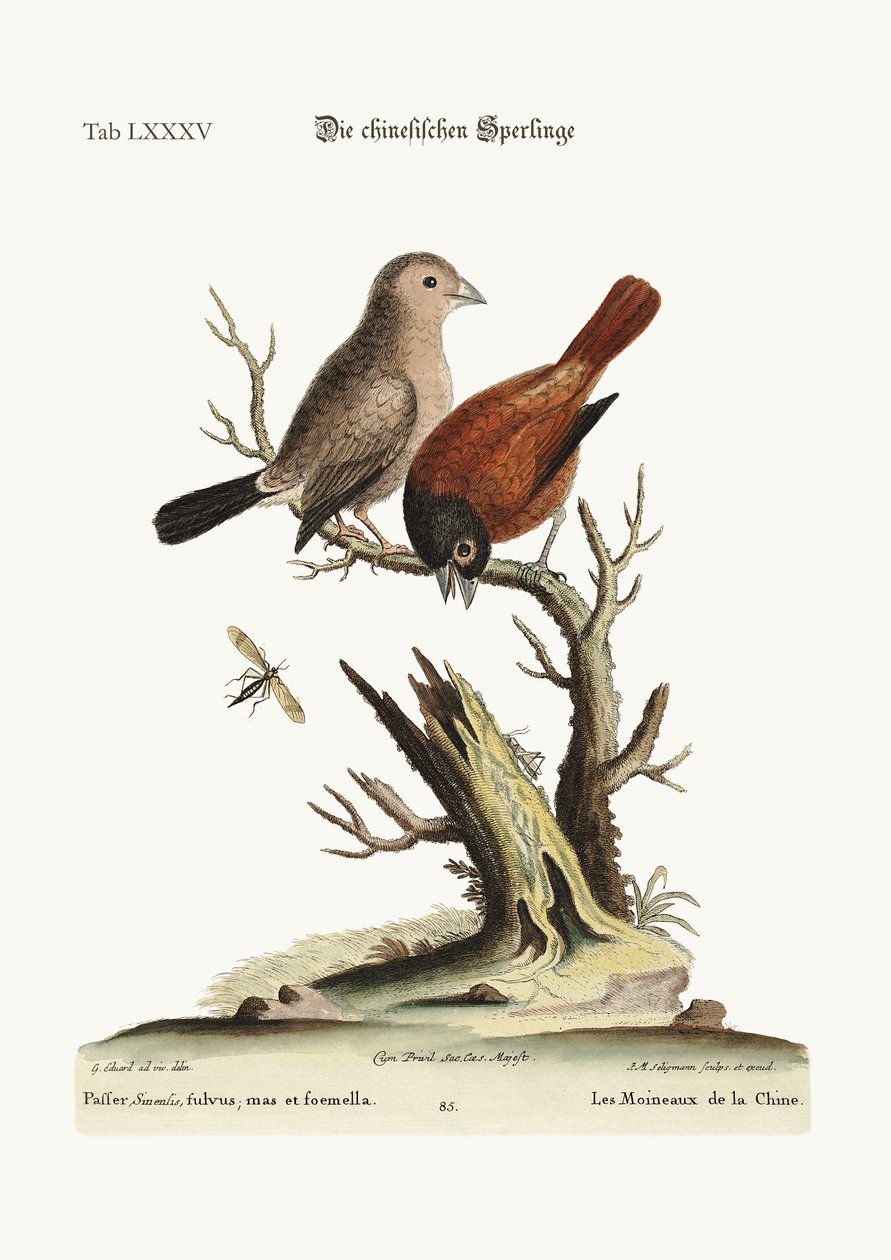 The Chinese Sparrows, 1749-73 by George Edwards