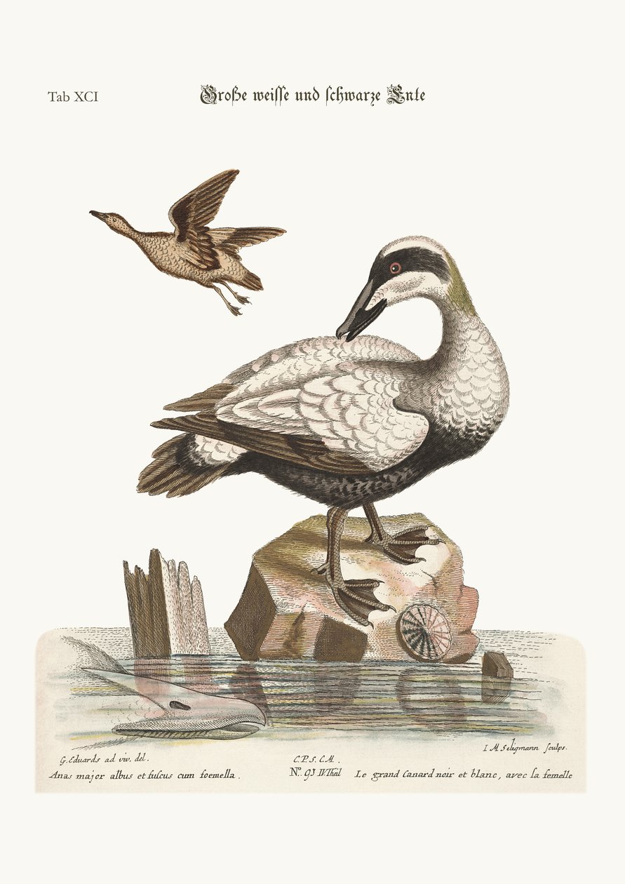 The Great Black and White Duck, 1749-73 by George Edwards