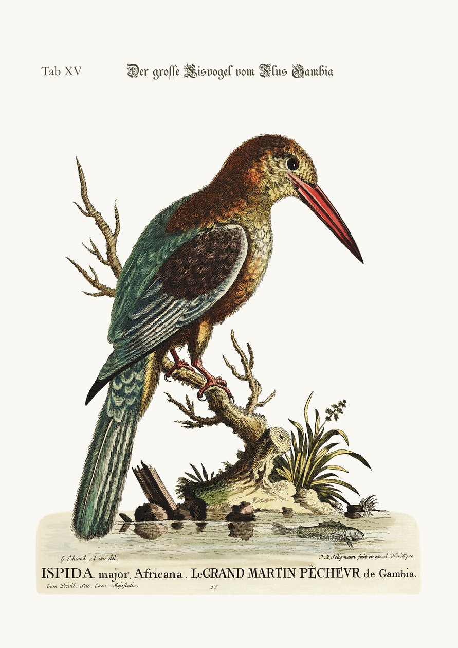 The Great Kingfisher from the River Gambia, 1749-73 by George Edwards