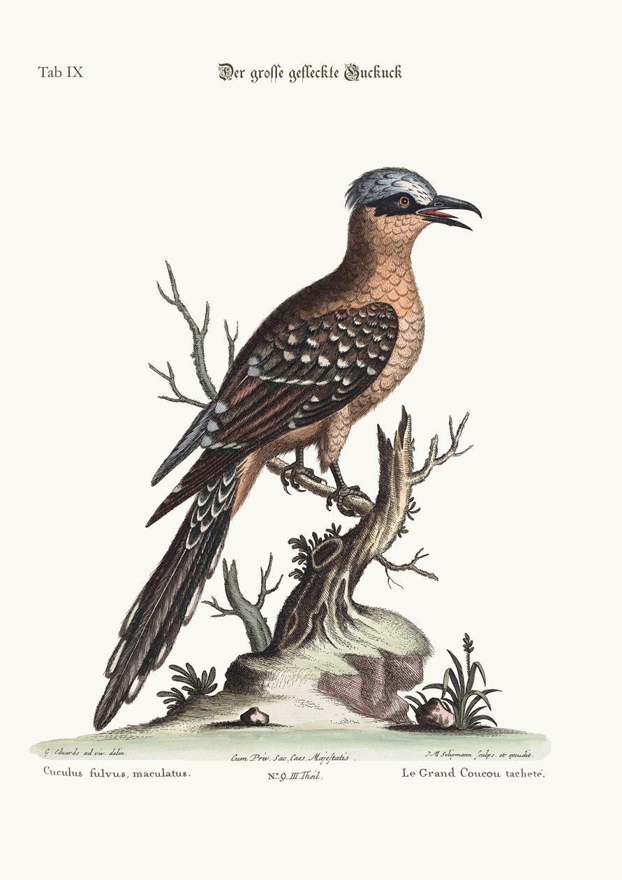 The Great Spotted Cuckoo, 1749-73 by George Edwards