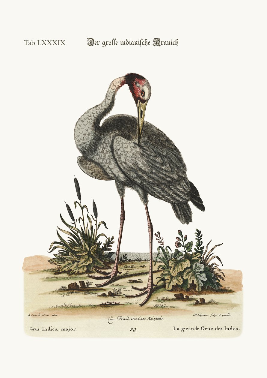 The greater Indian Crane, 1749-73 by George Edwards
