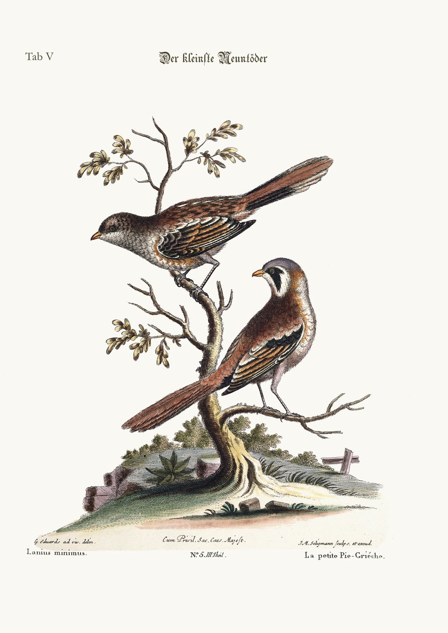 The Least Butcher-Bird by George Edwards