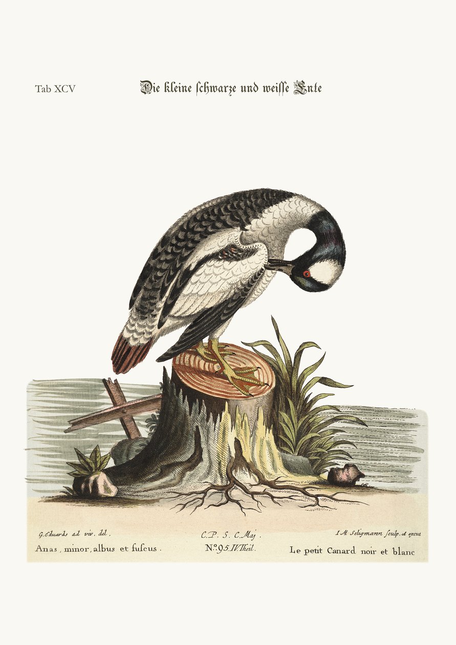 The Little Black and White Duck, 1749-73 by George Edwards