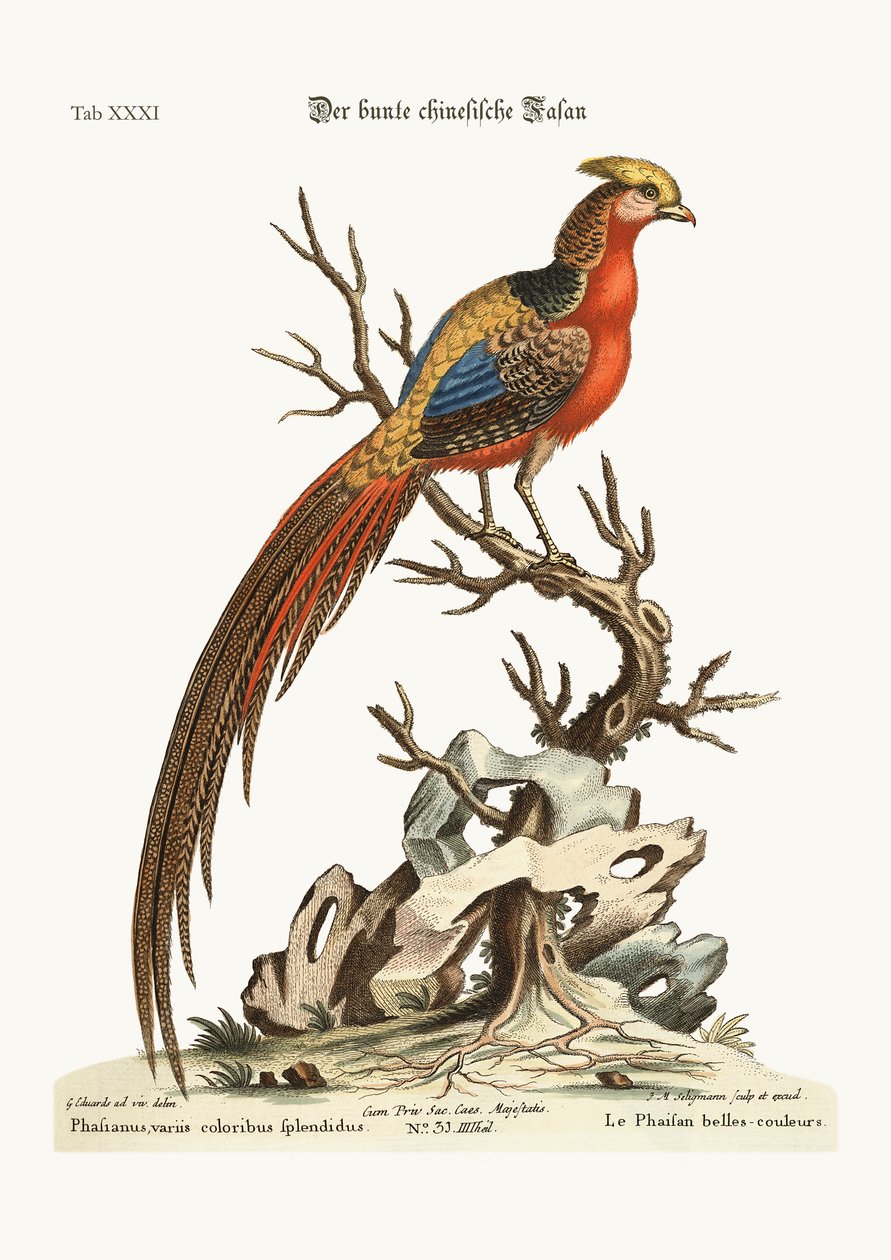The Painted Pheasant from China by George Edwards